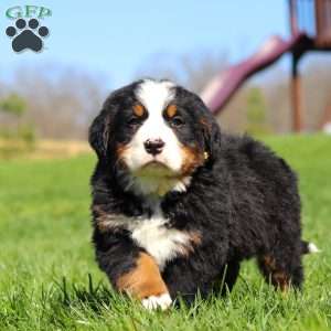 Jake, Bernese Mountain Dog Puppy